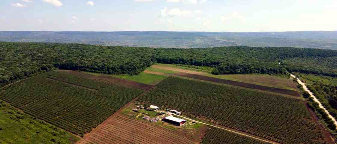 Aerial view of the Plumex family plum orchards and farm buildings, Republic of Moldova